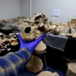 spanish-police-find-hundreds-of-archaeological-artefacts-at-two-homes