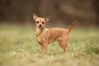 whats-the-difference-between-an-apple-head-and-a-deer-head-chihuahua-what-about-a-pear-head-chihuahua